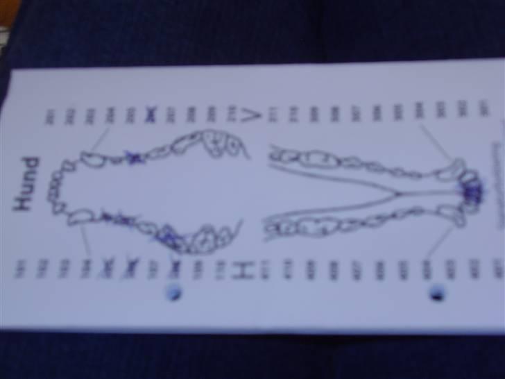 Dansk svensk gaardhund Pluto - 6 tænder blev taget ud. tapre hund :-) billede 9