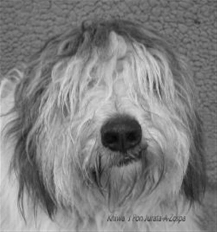 Polski owczarek nizinny Khiwa´s Jurata-A-Zospa billede 1