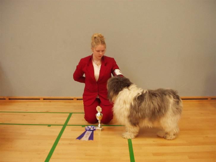 Polski owczarek nizinny Khiwa´s Jurata-A-Zospa billede 2