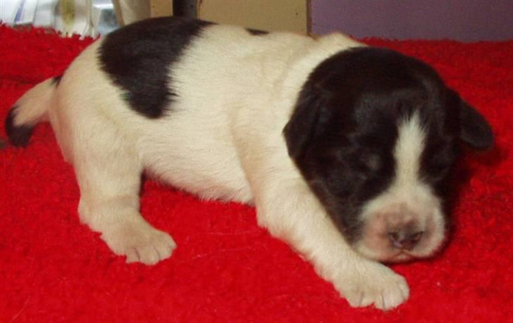 Polski owczarek nizinny Khiwa´s Jurata-A-Zospa billede 3