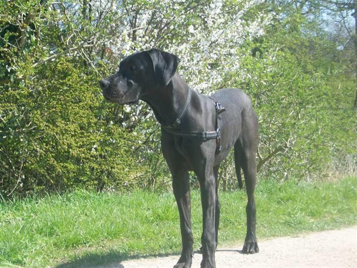 Grand danois Dagmar - min skønne pige på 9 mdr og 45 kg billede 1