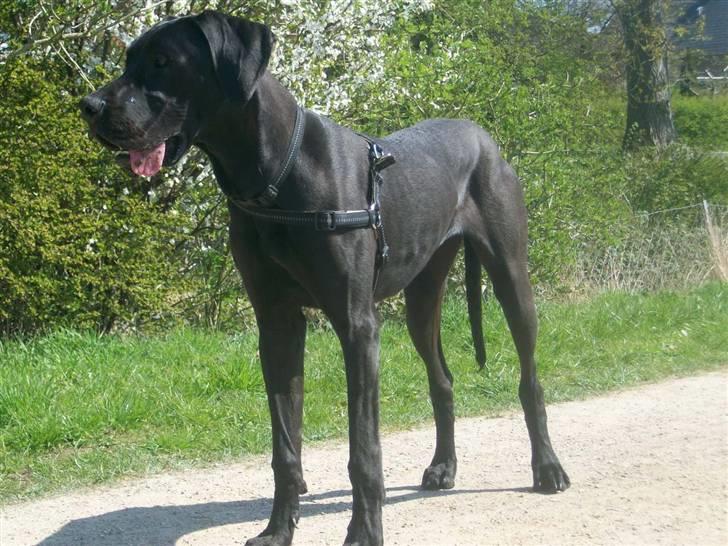 Grand danois Dagmar billede 2