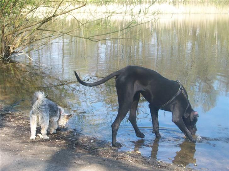 Grand danois Dagmar billede 3