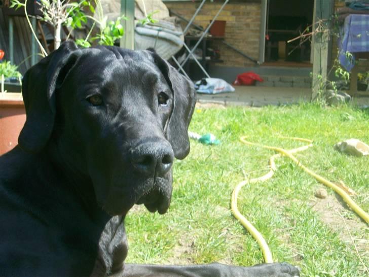 Grand danois Dagmar billede 4