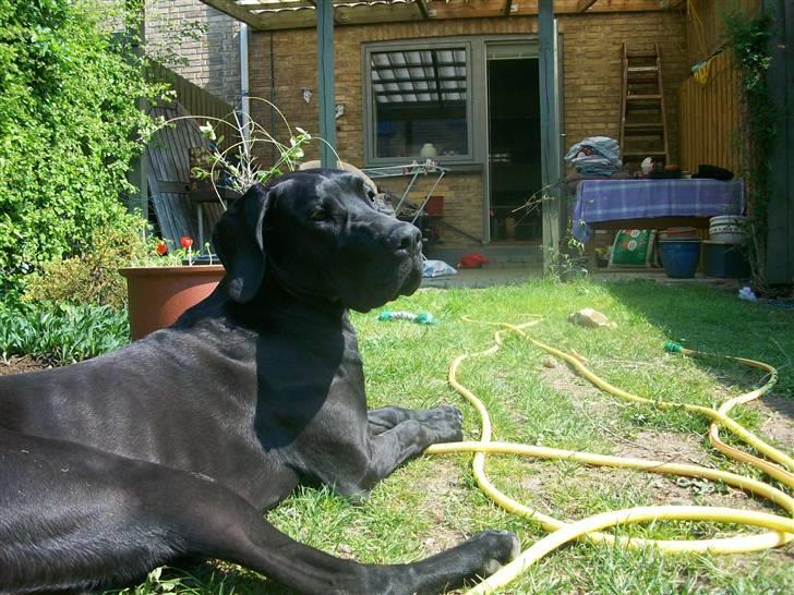 Grand danois Dagmar billede 5