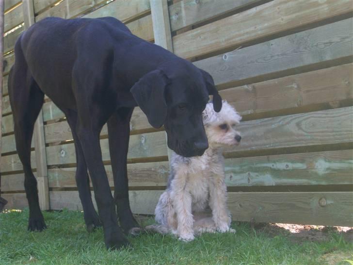 Grand danois Dagmar billede 6