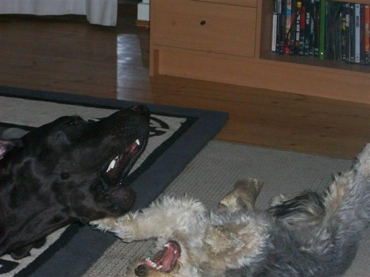 Grand danois Dagmar billede 7