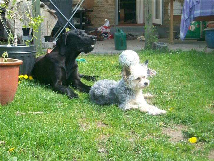 Grand danois Dagmar billede 8