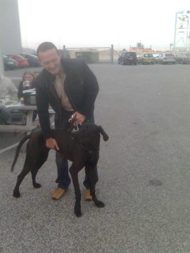 Grand danois Dagmar - har lige hentet verdens dejligste pige i århus <3 billede 9