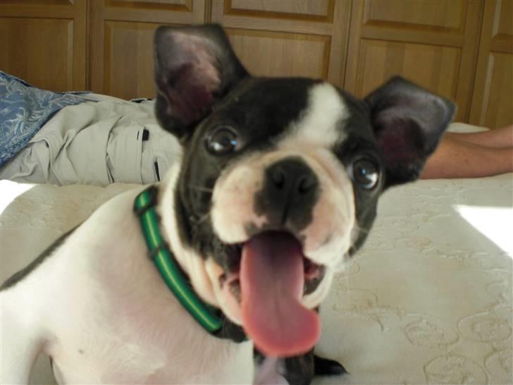 Boston terrier Theodor - Taaadaa! 10 uger billede 1