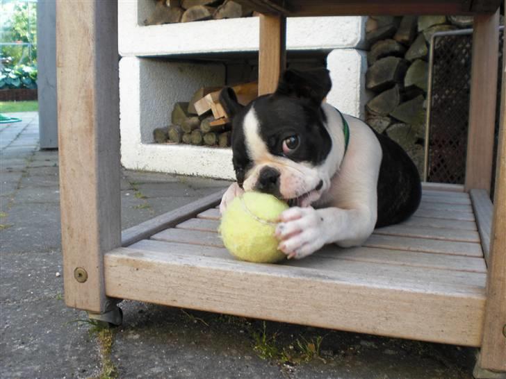 Boston terrier Theodor - 11 uger  billede 2