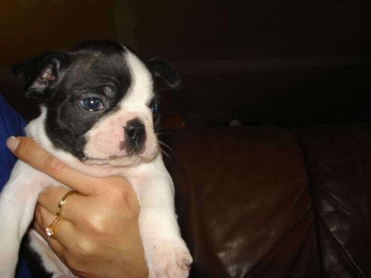 Boston terrier Theodor - 5 uger billede 3