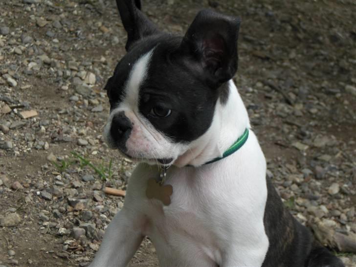Boston terrier Theodor - 10 uger billede 4