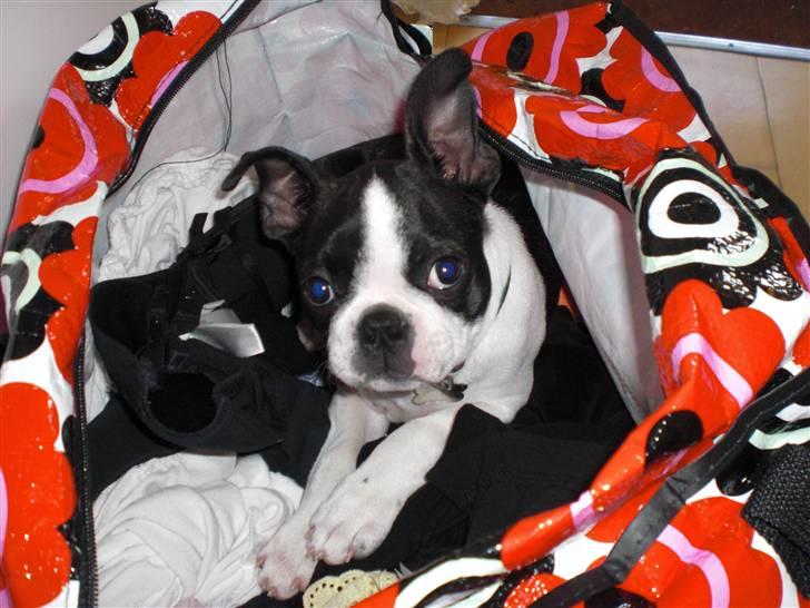 Boston terrier Theodor billede 5