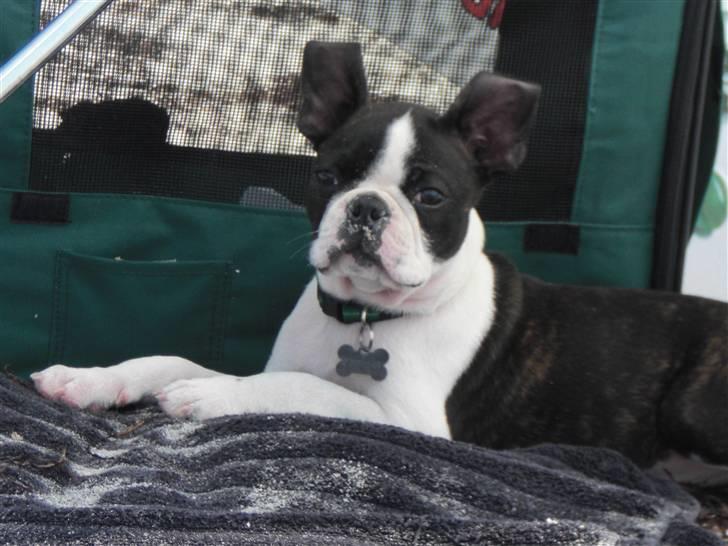 Boston terrier Theodor - 11 uger billede 6