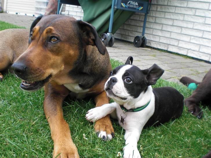 Boston terrier Theodor - Theo og Hoochie billede 7