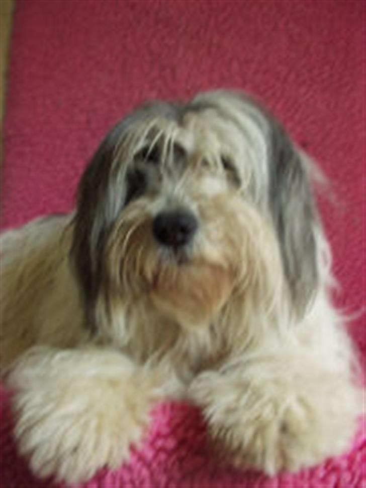 Polski owczarek nizinny Stutteri Birkely Jurata  billede 1