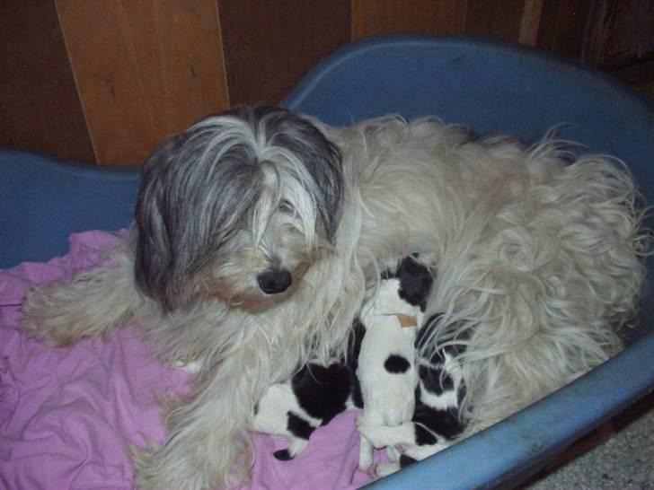 Polski owczarek nizinny Stutteri Birkely Jurata  billede 2