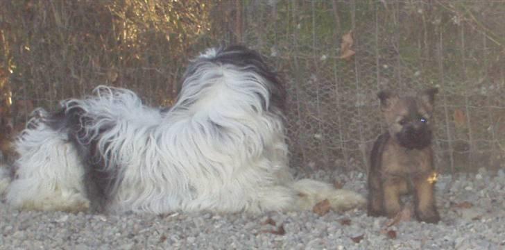 Polski owczarek nizinny Stutteri Birkely Jurata  billede 3