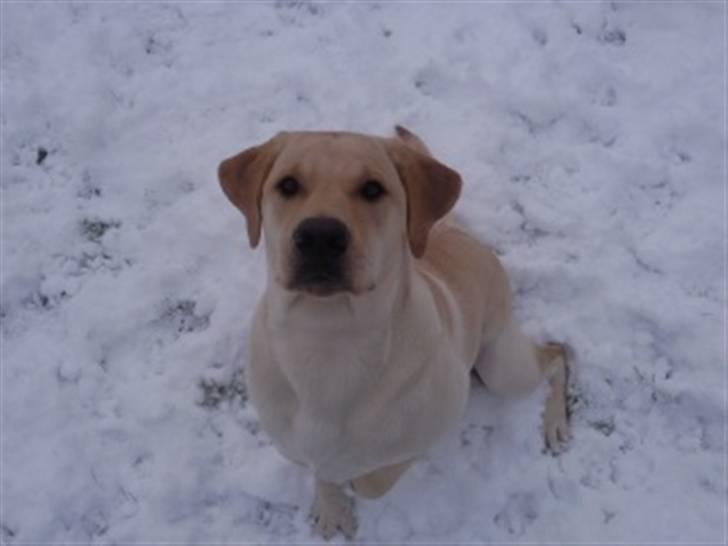 Labrador retriever Dumle - er jeg ikke sød:) billede 4