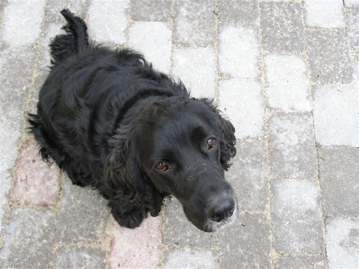 Cocker spaniel Pablo billede 9