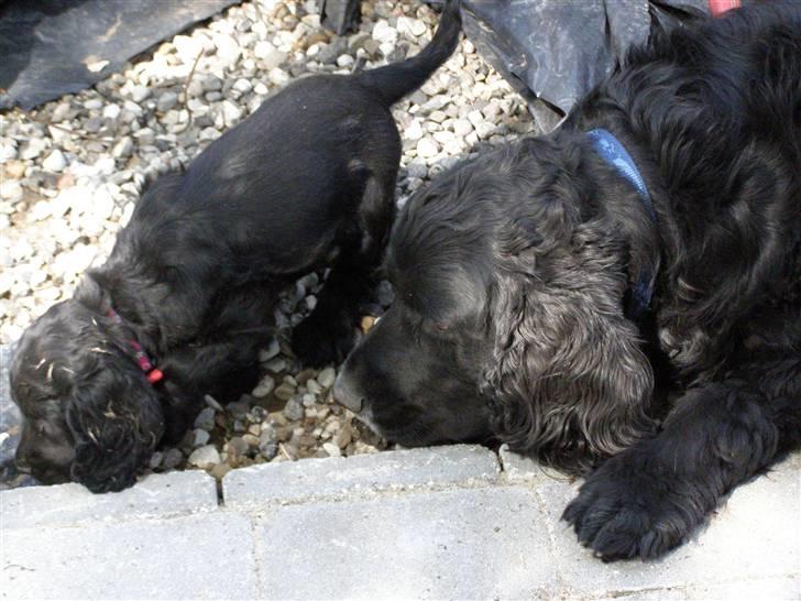 Cocker spaniel Tika - Storebror paplo holder øje med mig billede 7