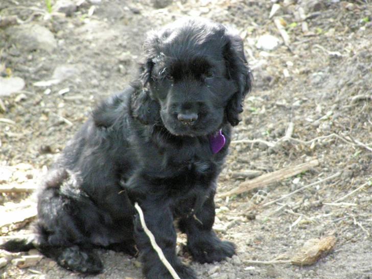 Cocker spaniel Tika - er jeg ikke dejlig billede 8