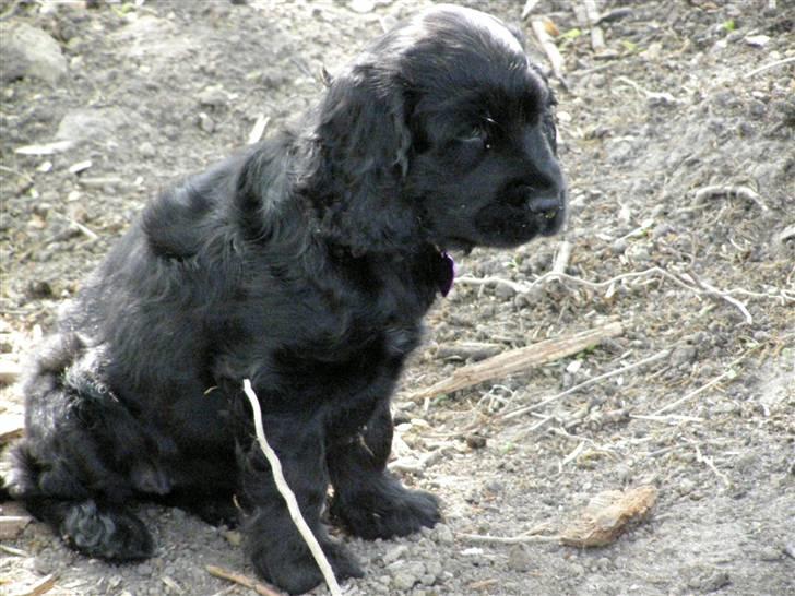 Cocker spaniel Tika -  Det er noget af en rodet have du har far er du ikke snart fertig med den billede 9