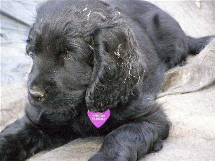 Cocker spaniel Tika - Det er nu dejligt at se far arbejde, man bliver så søvnig af det billede 11