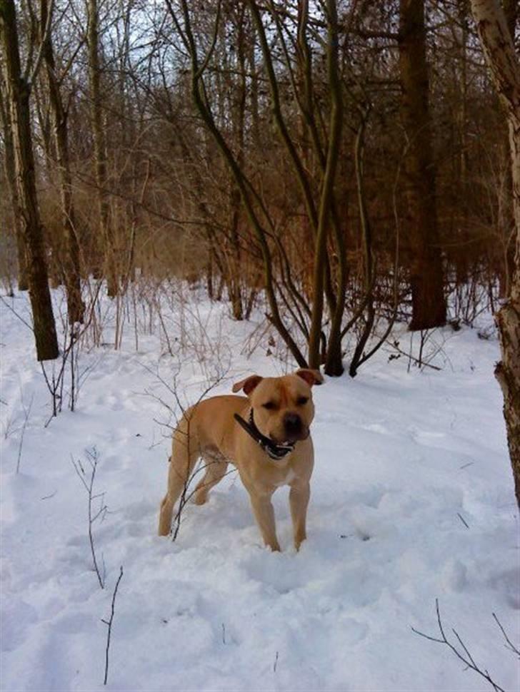 Blanding af racer Joe (himmelhund) - Velkommen til min profil :)                   ´ Januar 2010 billede 1