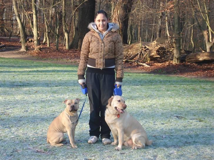 Blanding af racer Joe (himmelhund) - Skovsøen med Chico.. December ´09 billede 2