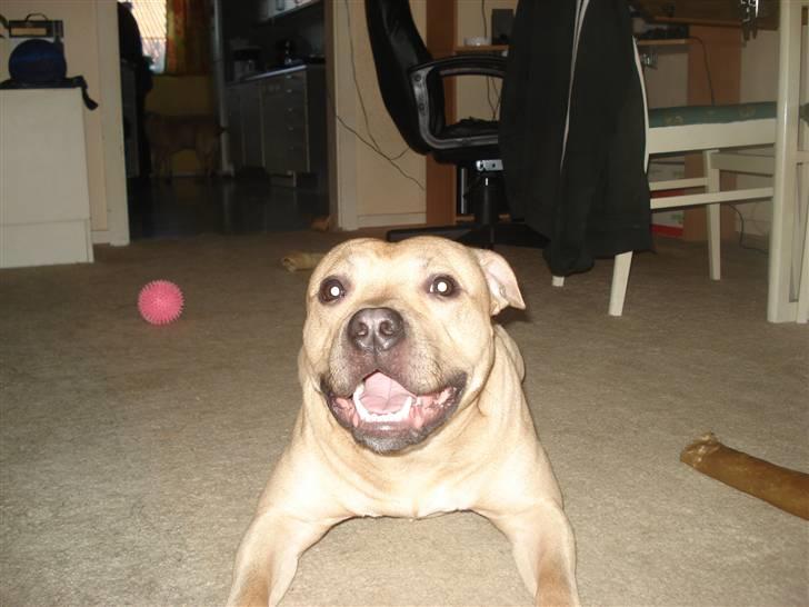 Blanding af racer Joe (himmelhund) - Smiler lige til mor :D Dec. ´09 billede 3