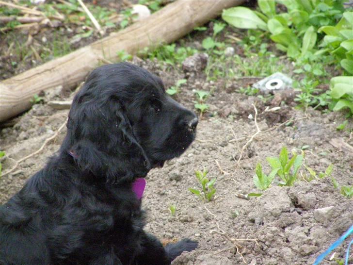 Cocker spaniel Tika - Er det blomster der er på vej billede 14