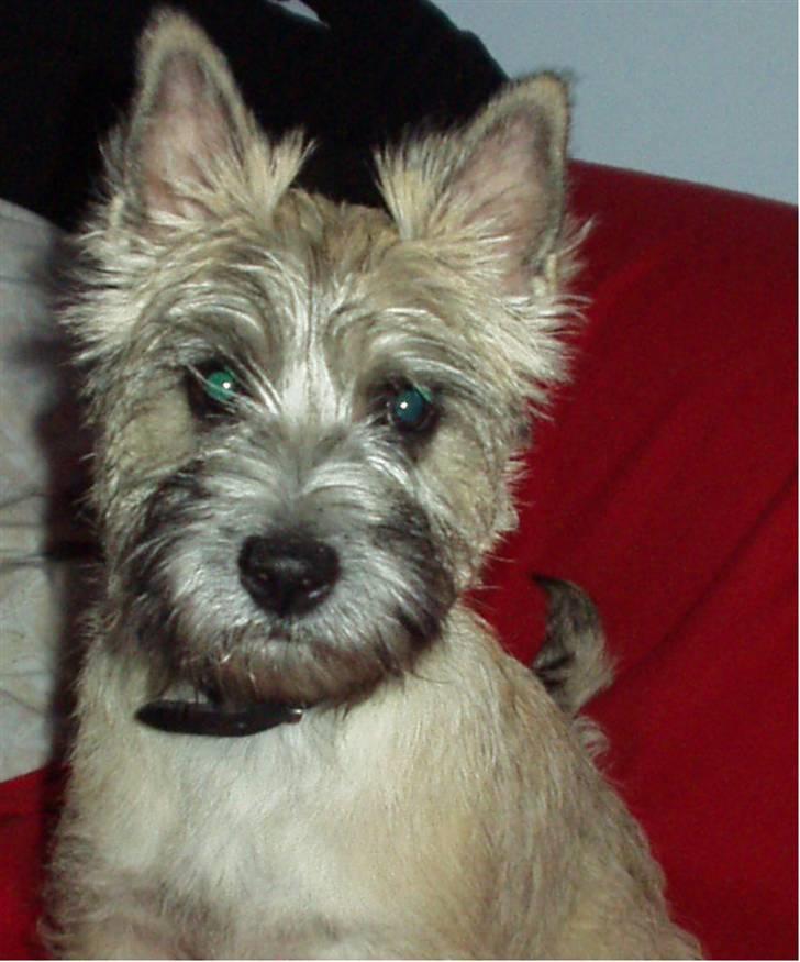 Cairn terrier Molly<3 - Velkommen til Mollys profil :D billede 1