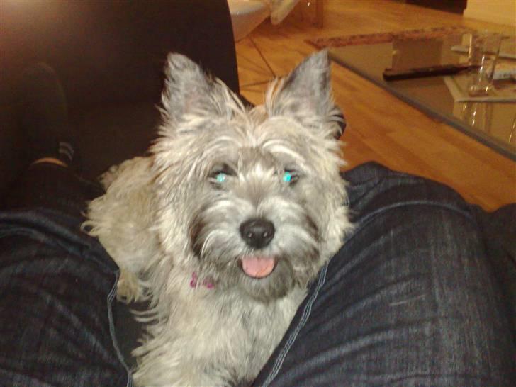Cairn terrier Molly<3 billede 2