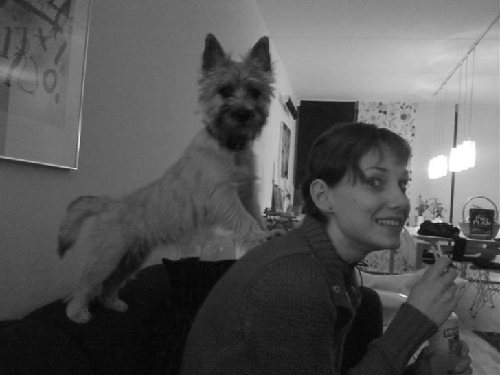 Cairn terrier Molly<3 billede 3