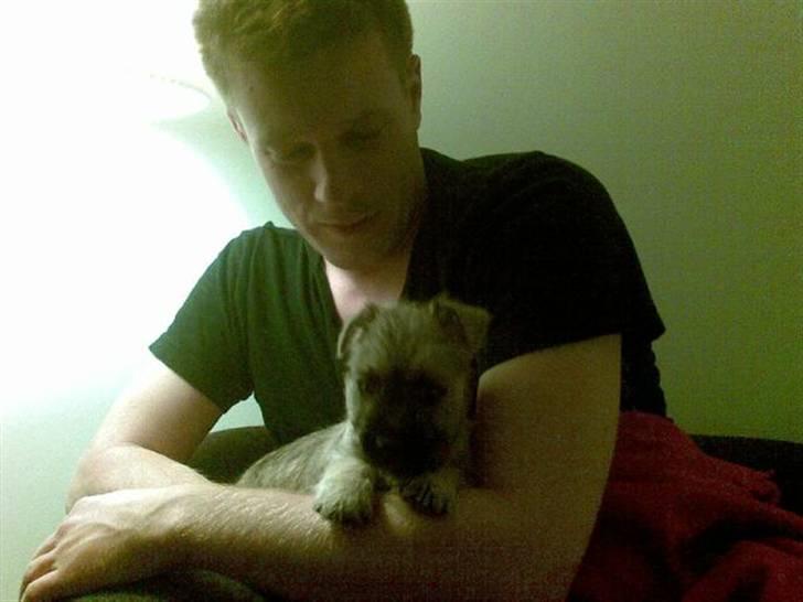 Cairn terrier Molly<3 - En meget ung Molly. Billedet er taget lige efter vi fik hende med hjem.  billede 4