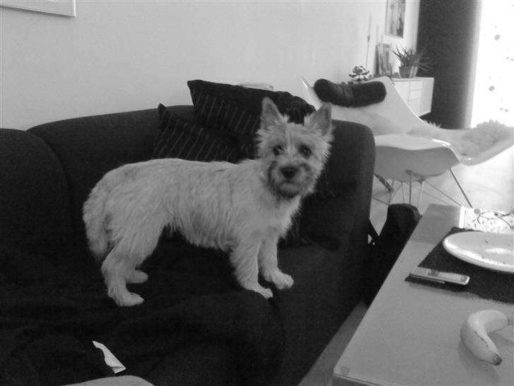Cairn terrier Molly<3 - Uskyldig  billede 5