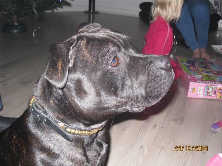 Staffordshire bull terrier Louis -  24/12-09 billede 19