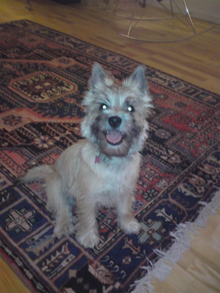 Cairn terrier Molly<3 billede 6