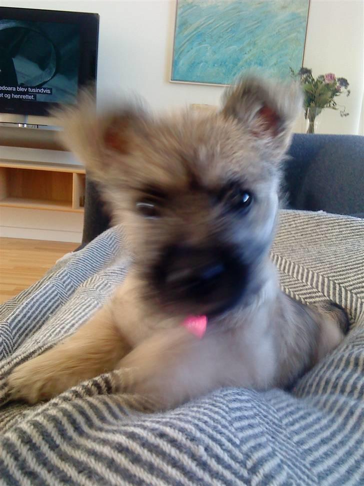 Cairn terrier Molly<3 billede 7