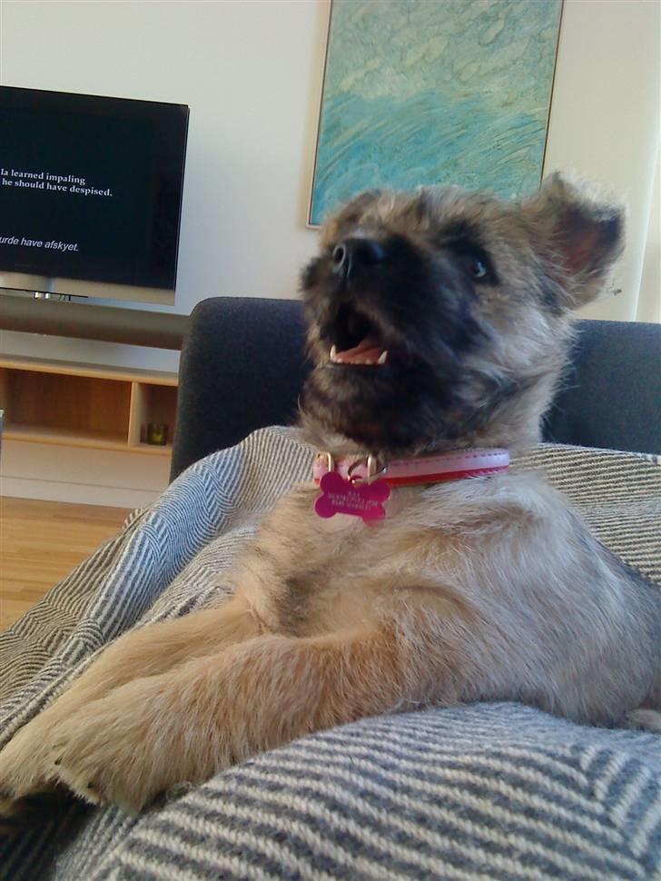 Cairn terrier Molly<3 - Pølseben hehe :P billede 8
