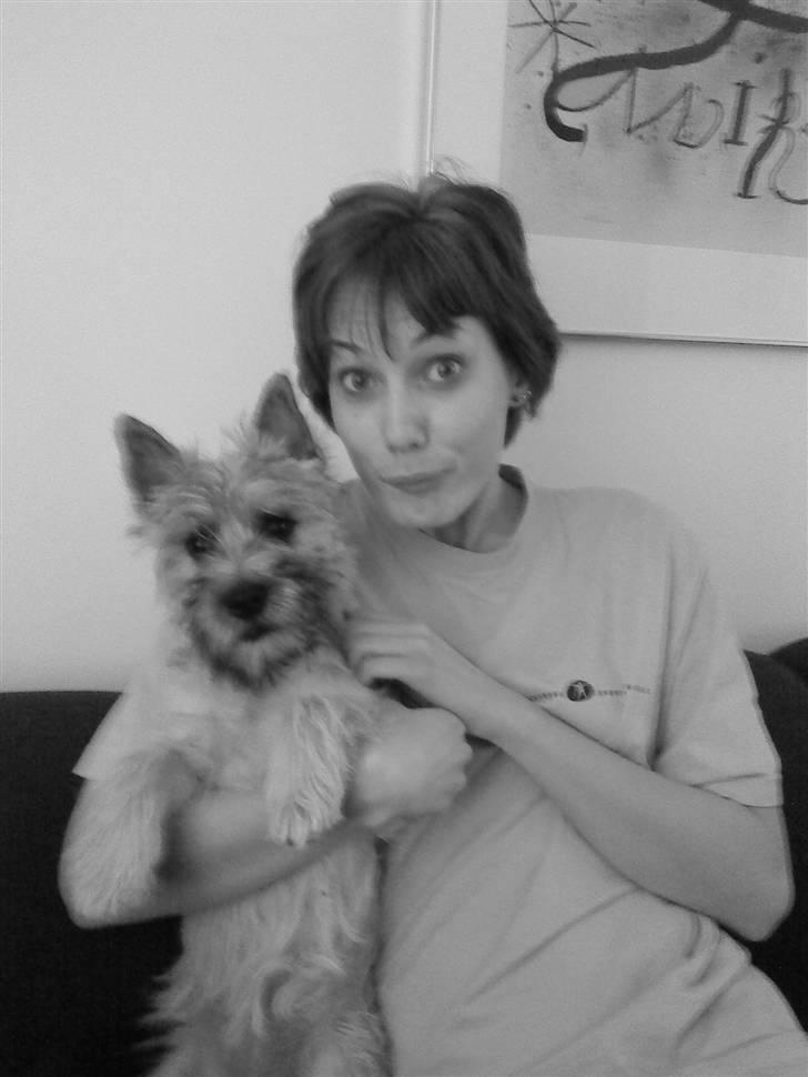 Cairn terrier Molly<3 billede 9