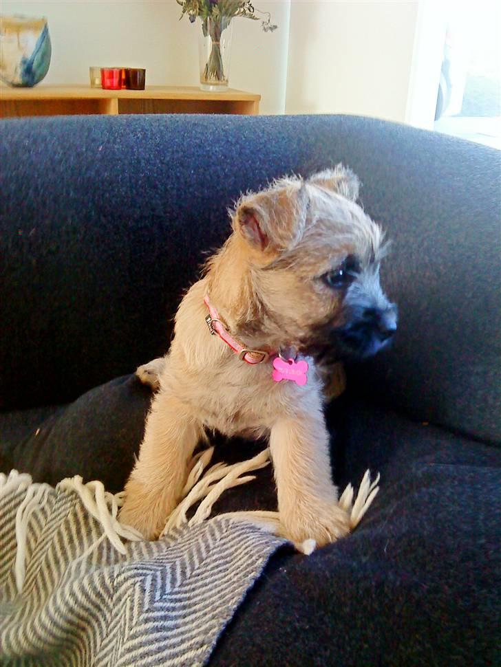 Cairn terrier Molly<3 billede 11