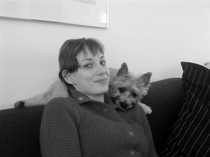 Cairn terrier Molly<3 billede 12