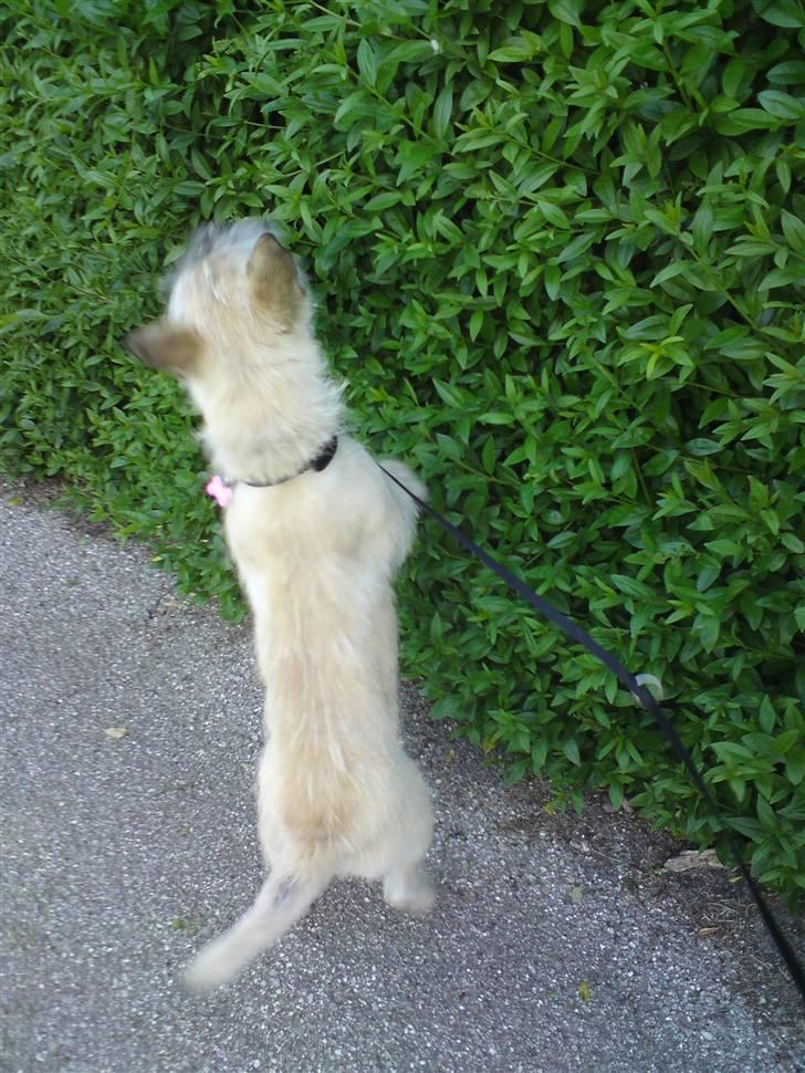 Cairn terrier Molly<3 - "Iiih der er noget der dufter godt deroppe" billede 13