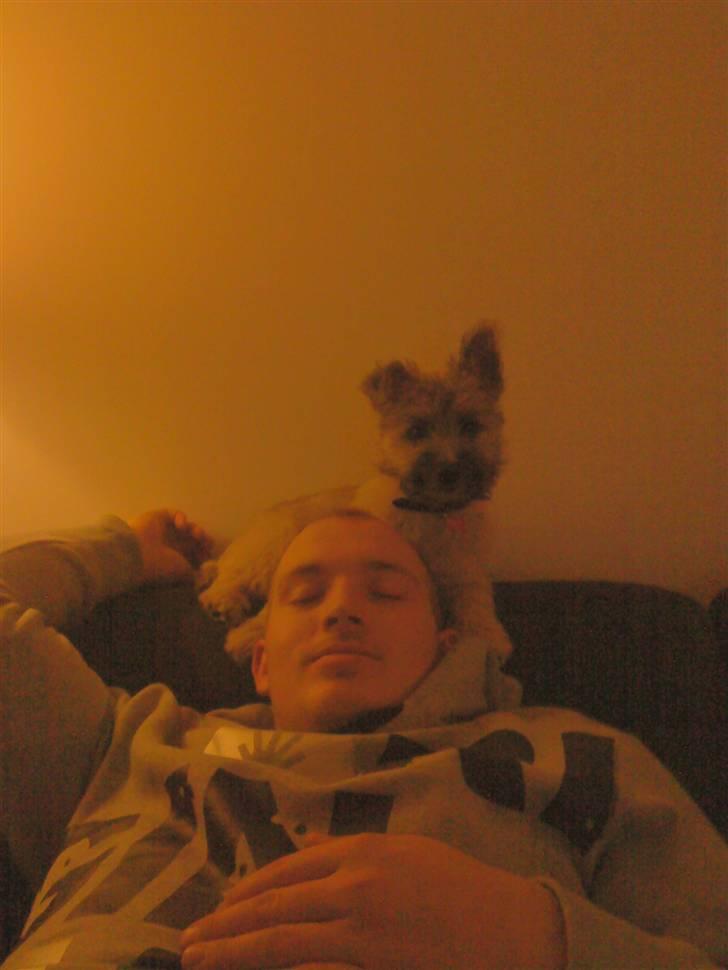 Cairn terrier Molly<3 billede 14