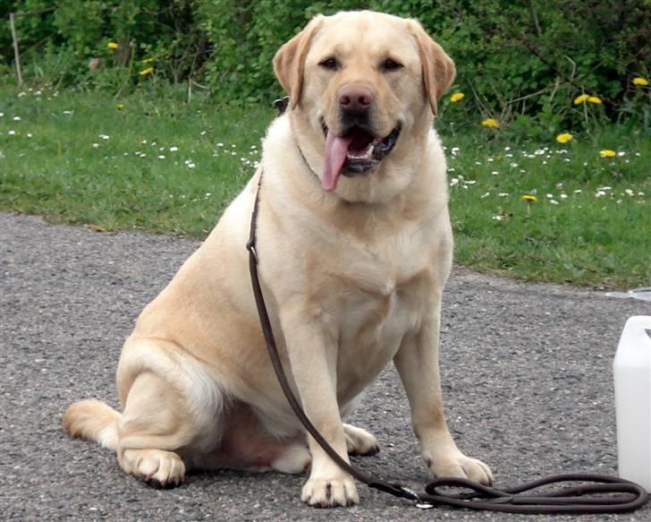 Labrador retriever Chico - Hej og velkommen til min profil.... billede 1