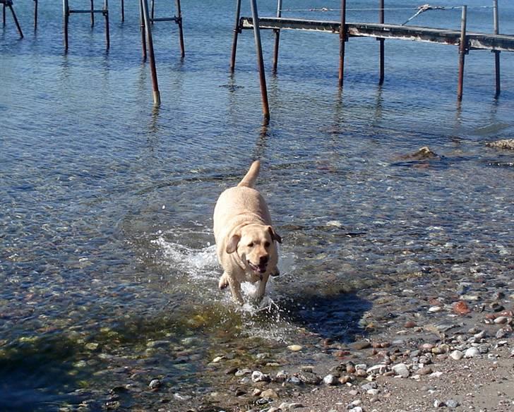 Labrador retriever Chico - Jeg ELSKER at bade.. April 2010 billede 2