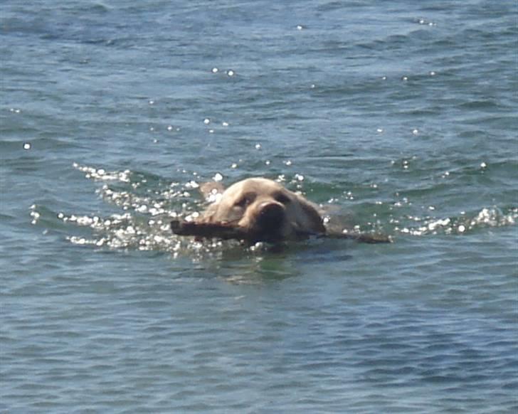 Labrador retriever Chico - Jeg er en god svømmer... April 2010 billede 3
